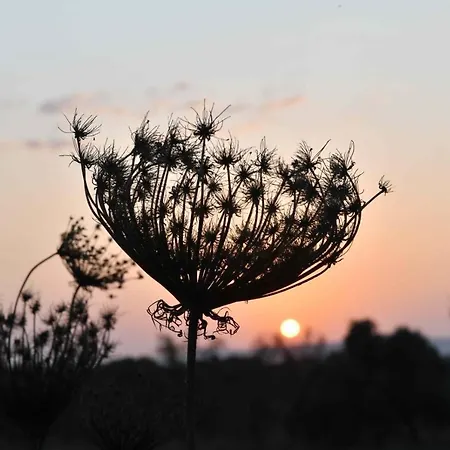 Lasa Black Rock * Paphos